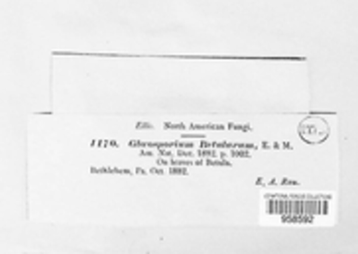 Cryptocline betularum image